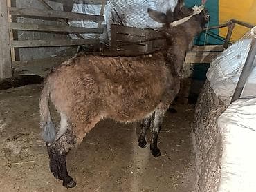 животные на продажу: Продам ишак обмен или на ишак — 5