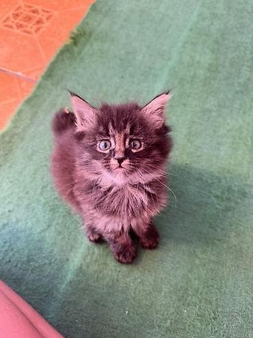 Мейн-кун, 1 месяц, Девочка, Приучена к лотку