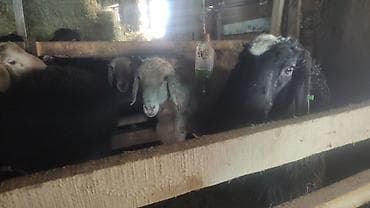 ячмень дмитриевка: Продаю | Баран (самец) | На забой — 2