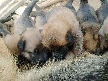 приют собак в бишкеке: Бельгийская овчарка,1 месяцев,3 самка, 4 самец — 3