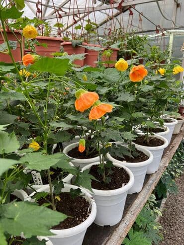 багеты бишкек: Абутулионы — 3