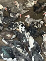 когучкон бишкек: Индоутки 57 голов — 7