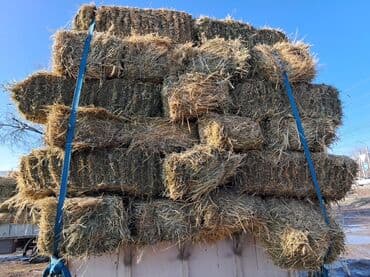 Собаки: Куплю Сено и солома в тюках — 6