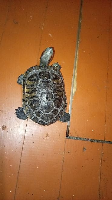 пэт ленты: Срочно продам — 1