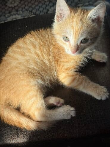 Аквариумы: 2 месяца, Девочка, Приучена к лотку, Проглистована — 1