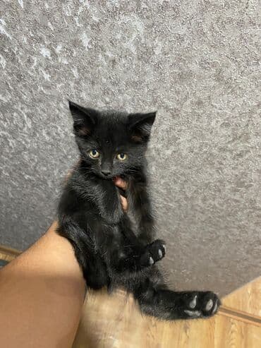 новорожденные котята: Кошка даром: Беспородная, 5 месяцев, Мальчик — 1