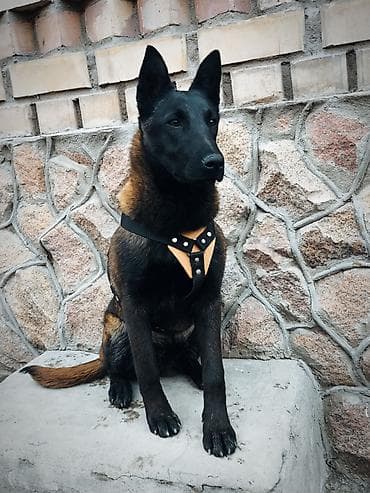 самые дешевые собаки: Бельгийская овчарка, 5 месяцев, Самец, С прививкой, С родословной — 1