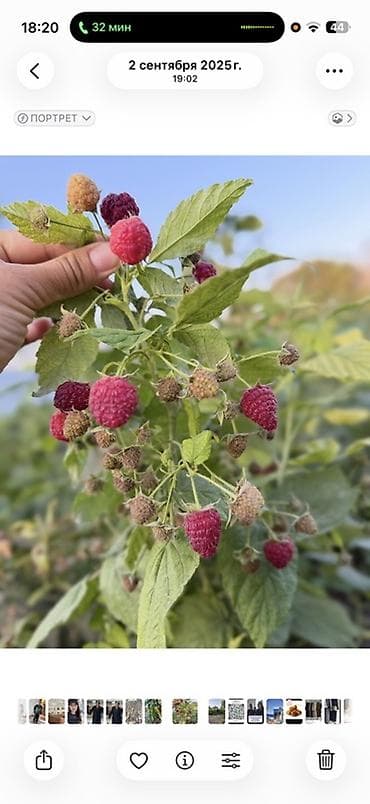 войлочные круги: Малина көчөт сатылат 
Сорт;Полька
Түшүмдү аябай сонун берет — 1