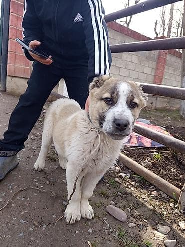 Продажа собак: 4 месяца, Самец, С прививкой — 2