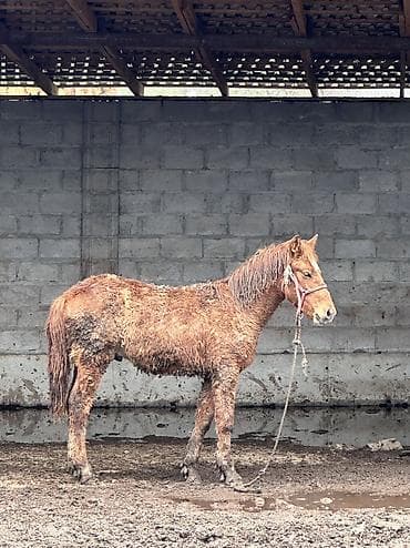 кой сойуш: Продается по остальным вопросам звоните это старое фотка Щяс ему 8 — 2