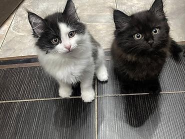 Котенок белый отдаю даром. Очень игривый красивый, метис шерсть