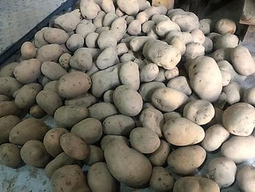 формы для мороженого: Картошка Джелли, Оптом — 1