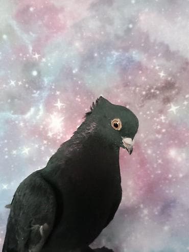 уй жаныбары: Каптар тоок алам — 2