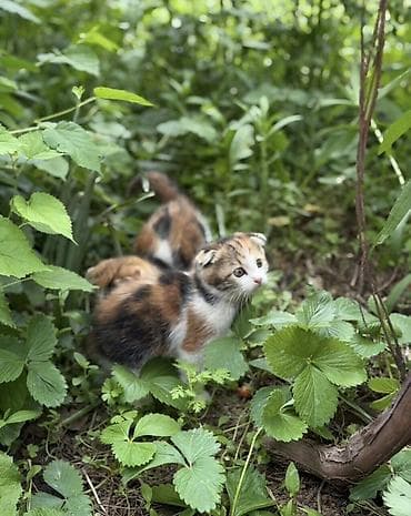 коша: Беспородная, 2 месяца, Мальчик, Приучена к лотку — 2