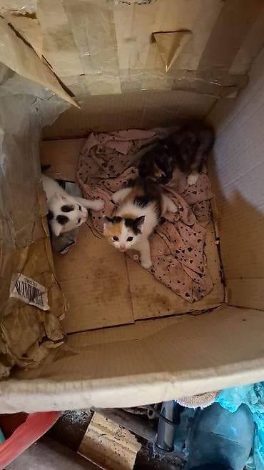 кошка домашняя: Котята, помёт из трёх малышей. Описание: - Возраст по фото — совсем — 1