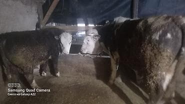 бык абердин ангус: Продаю | Бык (самец) | На откорм | Привязанные — 3