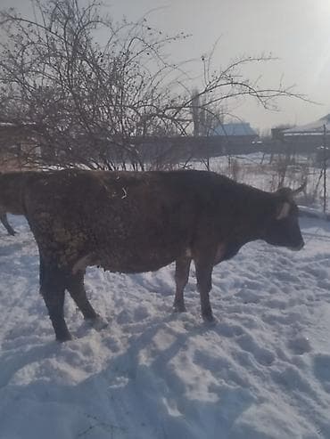 Грызуны: Продаю | Корова (самка) | Для молока — 3