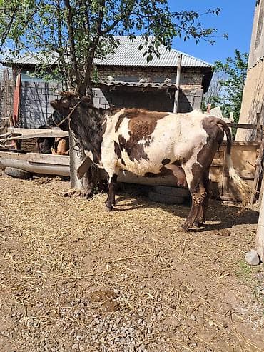 кой бишкек: Сатам | Уй (ургаачы) | Сүт алуу үчүн | Байланган — 7