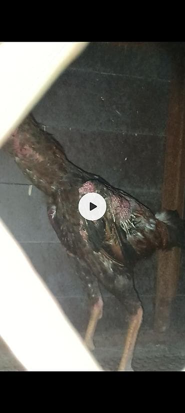 Животные: Продаю | Петух | Бойцовая | Для разведения — 2