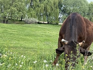 карова сментал: Продаю | Корова (самка) | Для молока — 2