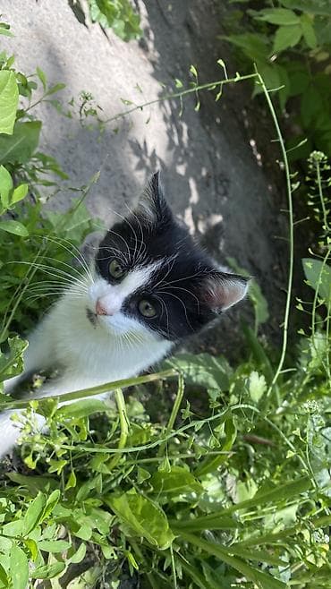 Кошки: Отдам котят в добрые руки 🐾 Ищем заботливых хозяев для трёх — 3