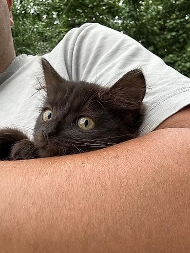 котенок маленький: 3 месяца, Девочка, Приучена к лотку — 3