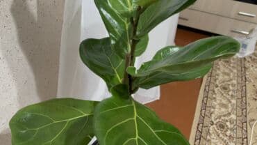 ножовка садовая: Фикус лирата (Ficus lyrata), комнатное декоративнолиственное растение — 3