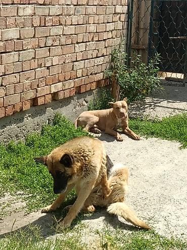 Животные: Продам собак в добрые руки. Питбуль - 3 года, Овчарка - 6 лет — 1
