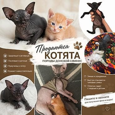 Котята породы донской сфинкс — Здоровые и активные — Ласковые и