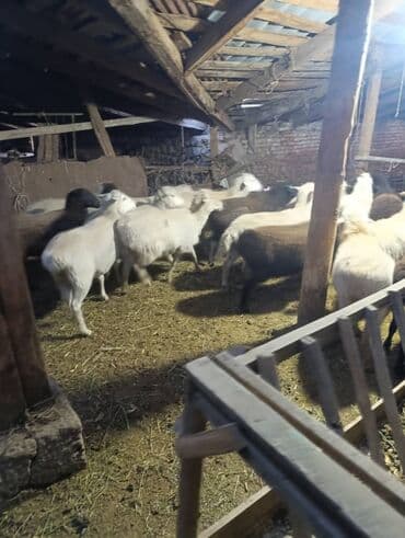 кролик декоративный: Продаю | Овца (самка) | Полукровка | Для разведения | Матка — 2