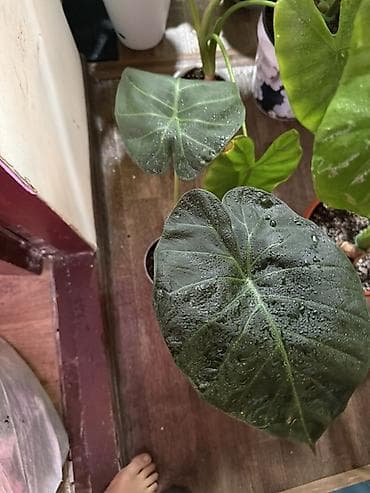 шоколадный будет: Алоказия ‘Polly’ (Alocasia x amazonica ‘Polly’) — эффектное комнатное — 10