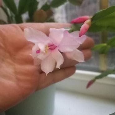 салют бишкек цена: Продаю фикус чёрный принц выше метра высотой 1000с,декабрист бело- — 5