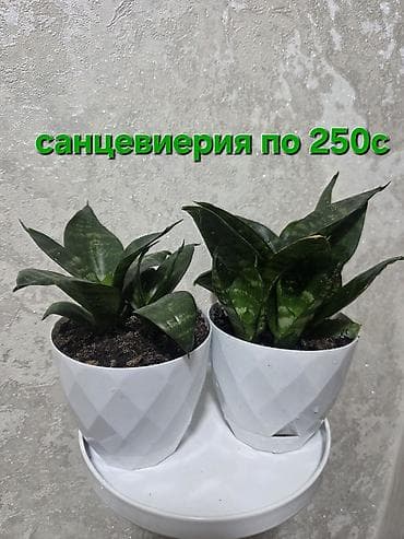 Кактустар: Композиция из кактусов в декоративном керамическом кашпо-ламe. Что — 9