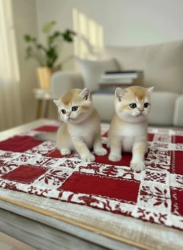 Открыто бронирование Британские котята, окрас золотой шиншилла