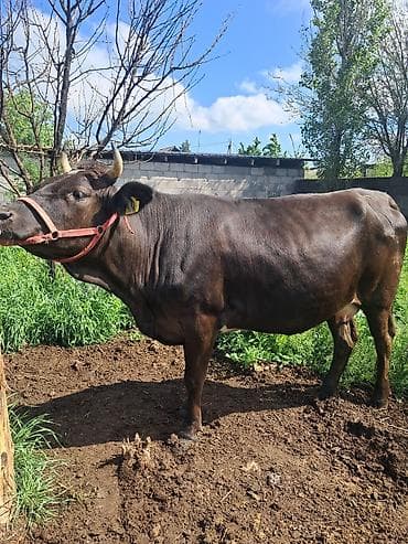 Үй жаныбарлары: Сатам | Уй (ургаачы) | Алатоолук | Сүт алуу үчүн | Байланган — 2