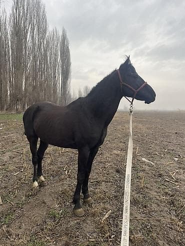 голубая рыбка: Продаю | Конь (самец), Жеребец | Рабочий | Мерин — 10