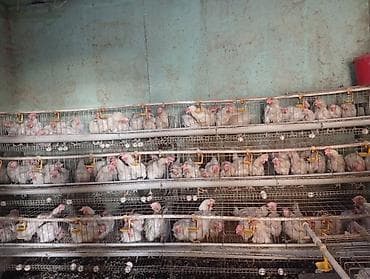 150 сомдон жумуртка багытындагы тооктор сатылат алып жетишип — 1