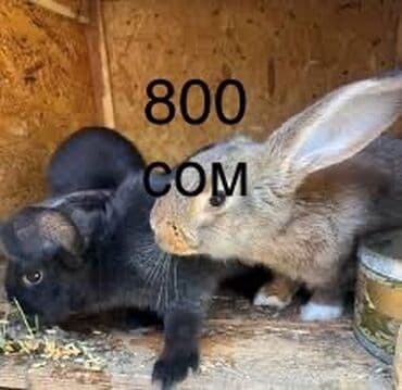 разведение сельскохозяйственных животных: Продаются кроликов — 3