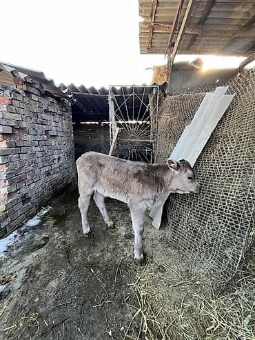 теляти: Продаю | Музоо, торпок | Полукровка | Для разведения | Искусственник — 5