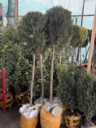 самшит декоративный кустарник: Көчөттөр дарактардын: Арчалар — 19