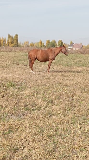 дом животных: Продаю | Жеребец | Дончак | Для разведения | Племенные — 7