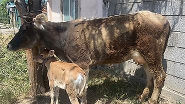 ручной доильный аппарат на корове: Продаю | Корова (самка) | Полукровка | Для молока | После отела — 1