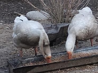 гусь: Домашние гуси, Описание: - Порода: сельскохозяйственные серые/белые — 1