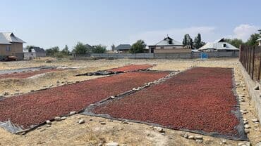 цветы не живые: Продаю шиповник оптом Чистый Хороший сорт Сухой Есть больше 10 — 6