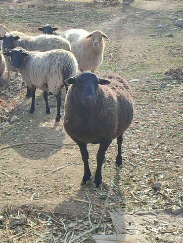 сухое молоко для животных: Продаю | Баран (самец) — 1