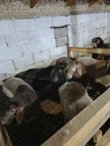 грызуны домашние: Продаю | Баран (самец) — 2