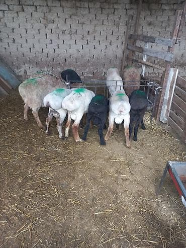 колбасный сех: Продаю | Баран (самец) | На забой | Осеменитель — 3