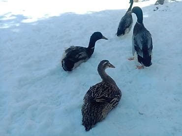 узи для животных цена: Индийские бегуны (домашние утки, яичная порода) несутся яйца зелёные — 4