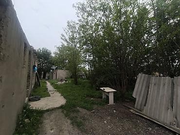 палено: Отдам даром деревья на дрова. самим надо спилить — 2