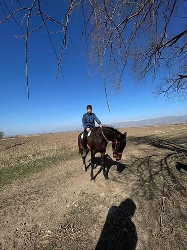 атдар: Продаю | Жеребец | Конный спорт — 8